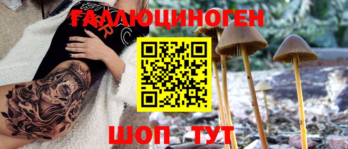 Галлюциногенные грибы Psilocybe Воркута